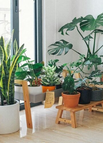 House Plants