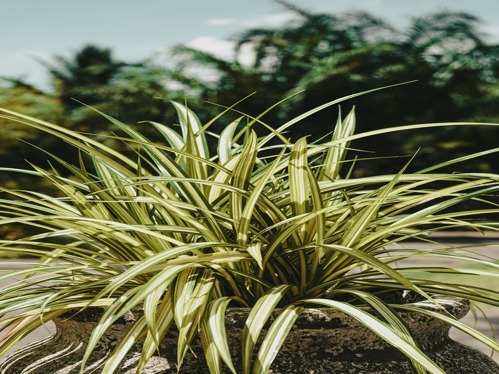 House Plants