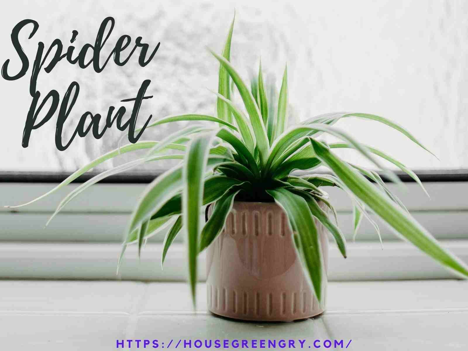Spider Plant