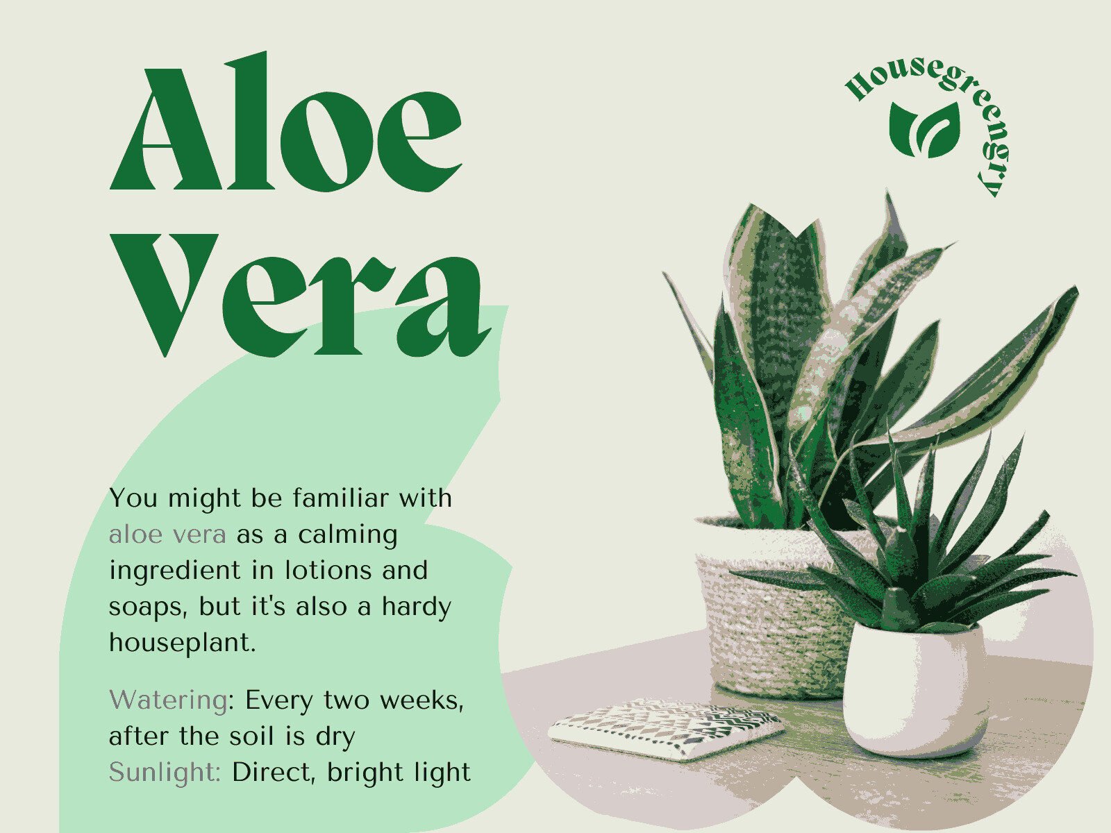 Aloe Vera