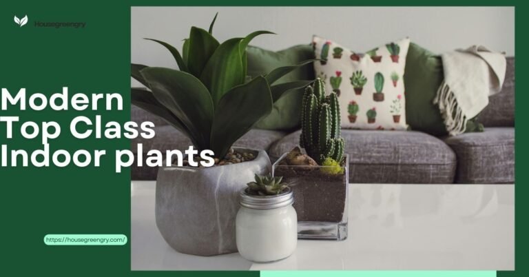 Indoor plants